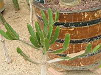 Euphorbe - Euphorbia Triangularis (fam Euphorbiacees) (Afrique du sud) (02) (Photo F. Mrugala)